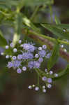 Ivyleaf thoroughwort